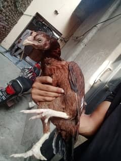 aseel piyor