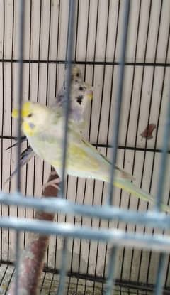 parrot