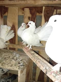 9 lucky pigeons for sale