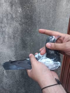 Teddy pigeon