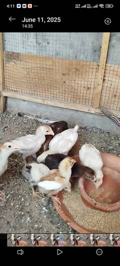 Aseel Chicks for Sale