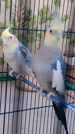 Gray cockatiel pair with new cage breeding box