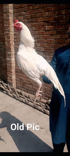 Heera Breeder Male