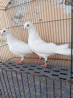 Pure pati wli  breed