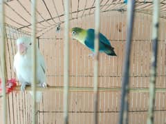 love bird pair
