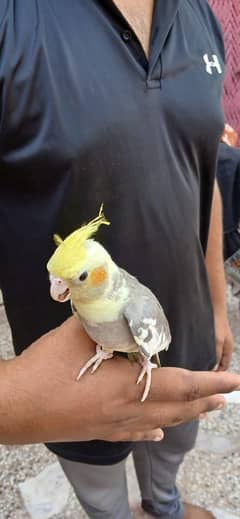 Coctail tame pair