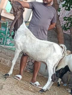 Dasi Bakri confirm 3 Month ki 100% Gaban Bakri sale