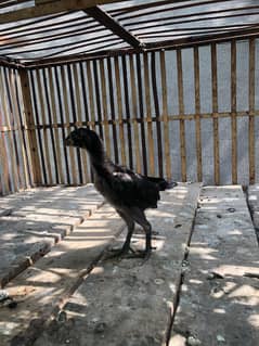 black eyes chicks is nmbar 03150780516 par rabta kren