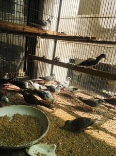 chain pied dove. . diamond pied breeder pairs