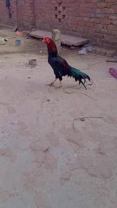 aseel