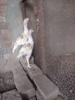 Aseel