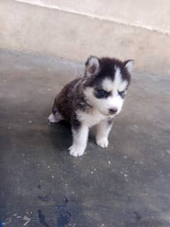 husky