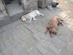 labrador pair for sale