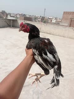 2 pathy Aseel murgy