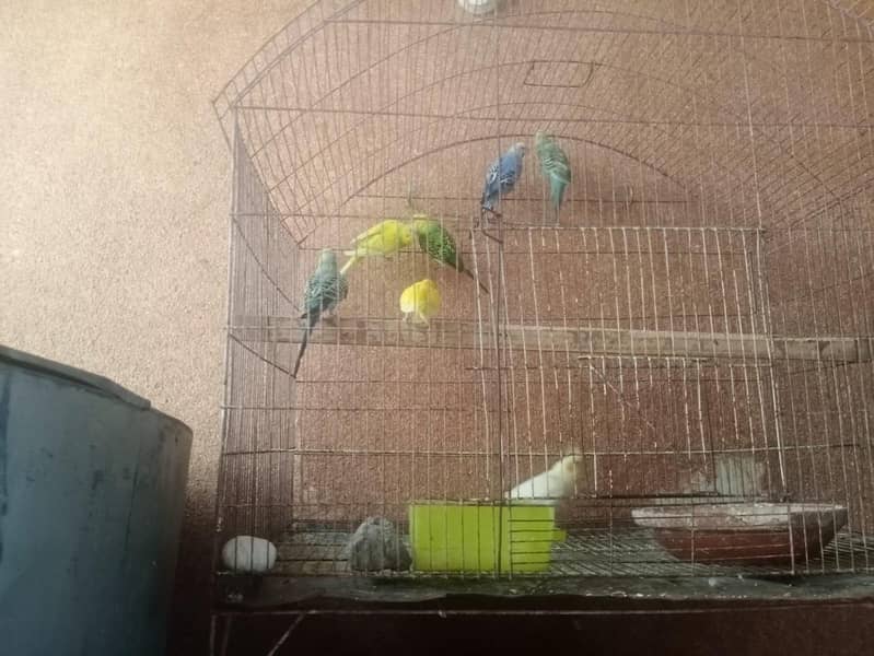 1.5 by 2 4 portion cage 16