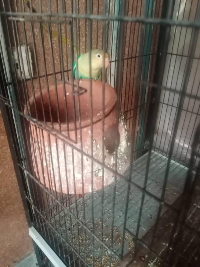 1.5 by 2 4 portion cage 17