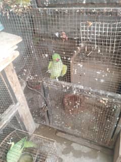 bhikatha pair for sale