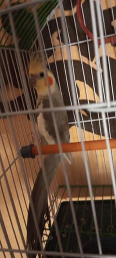 cocktail bird for taming