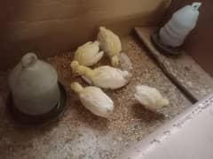Peacocks | | مور | peacock chicks | مور کے بچے | Peacock for Sale