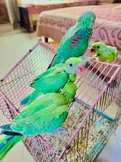 chicks