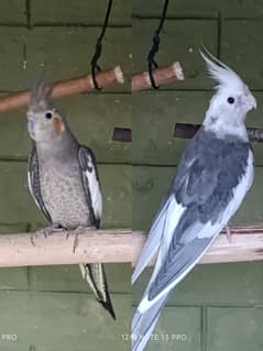 paired Cocktail