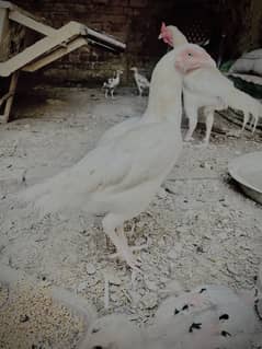 All hens sale
