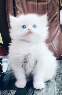 Cat Persian | cat baby | kittens | Blue eyes | ωatsap ʘƷƷƷ୨51୨ʘƷ8