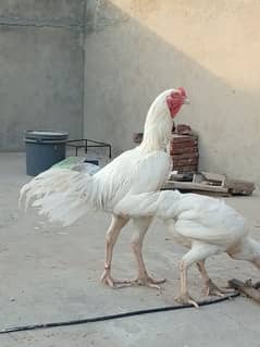 Heera white aseel male for sale