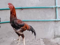 Aseel murga