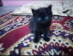 2 Persian kittens for sale