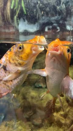 koi