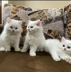 Cat Persian | cat baby | kittens | Blue eyes | ωatsap ʘƷƷƷ୨51୨ʘƷ8: