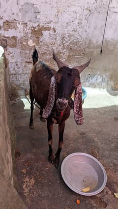 goat with 2 kids 3month 1 black kid maka chini nasal hey
