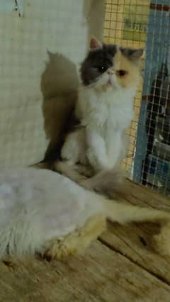 Calico females available