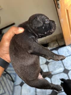 America pitbull puppy