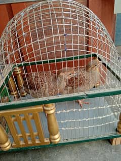 Dakhni Teetar Pair For Sale