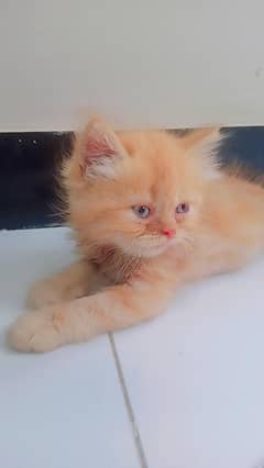 Persian Punch Face Kitten