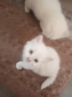 Persian