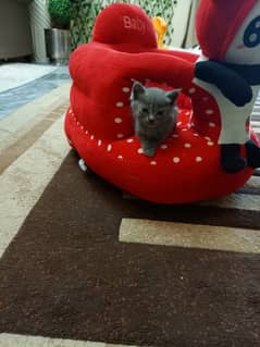 Persian Gray kittens
