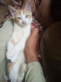 ye female cat hai isko sell karna hai