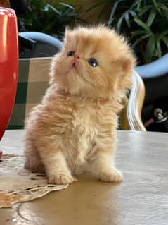 Persian cat/ kitten/ punch face/ doll face/ Semi punch/ triple coat