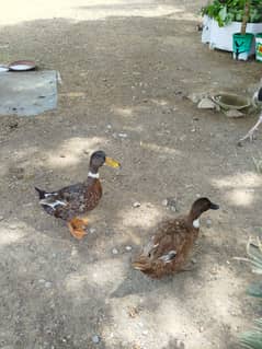 Ducks breeder pair
