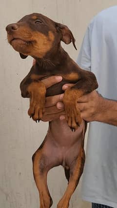 Doberman Puppies – 2 Months Old – For Sale