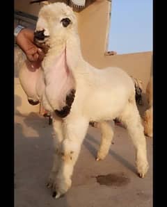 kajla chatra For Sell