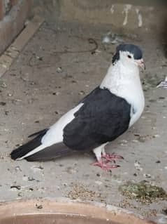 king male, one fancy breeder pair , pigeons fancy pigeon king pigeon
