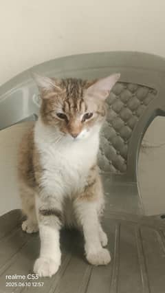 beautiful cat