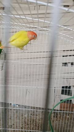red headed Lutiono  red eyes, Fischer's,Blue opaline, parblue opaline