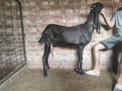 5 females goats for sale with 2 kids