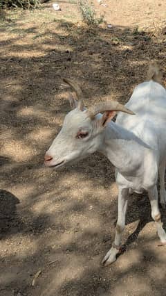 Taddy female
