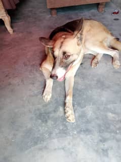 dog for security